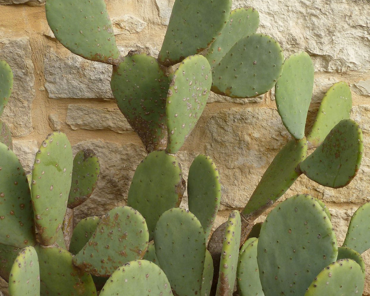 5 reasons why the Prickly Pear is such a super power hero for the skin